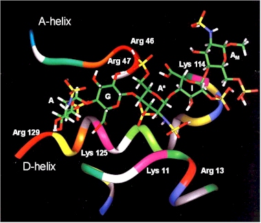 protein-saccharide complex